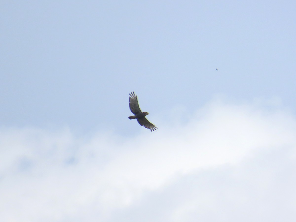 Western Banded Snake-Eagle - ML637380437