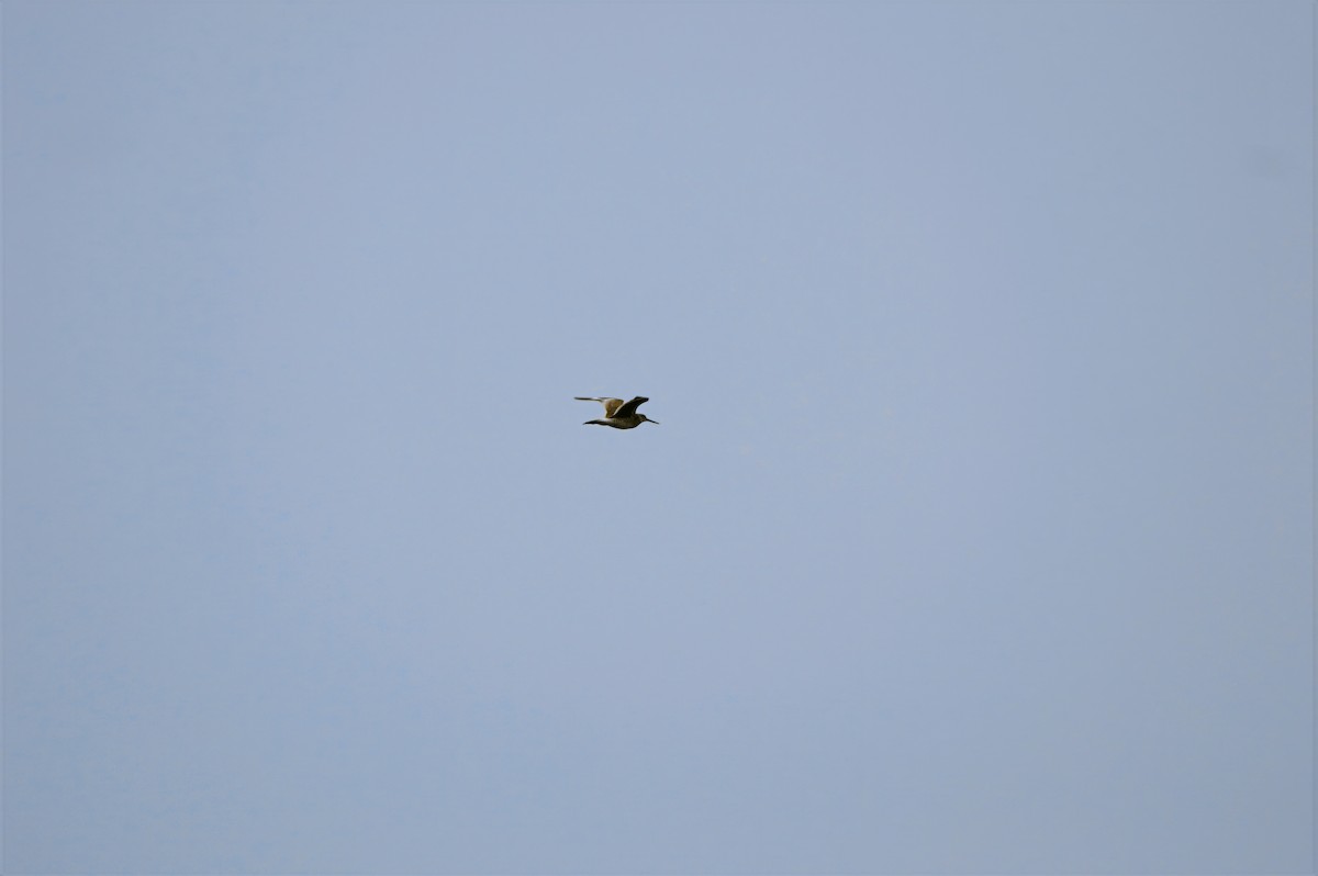 Willet - ML637380441