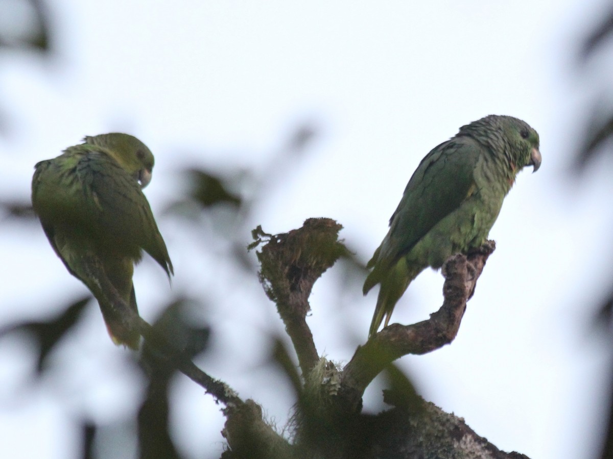 Scaly-naped Amazon - ML637380443