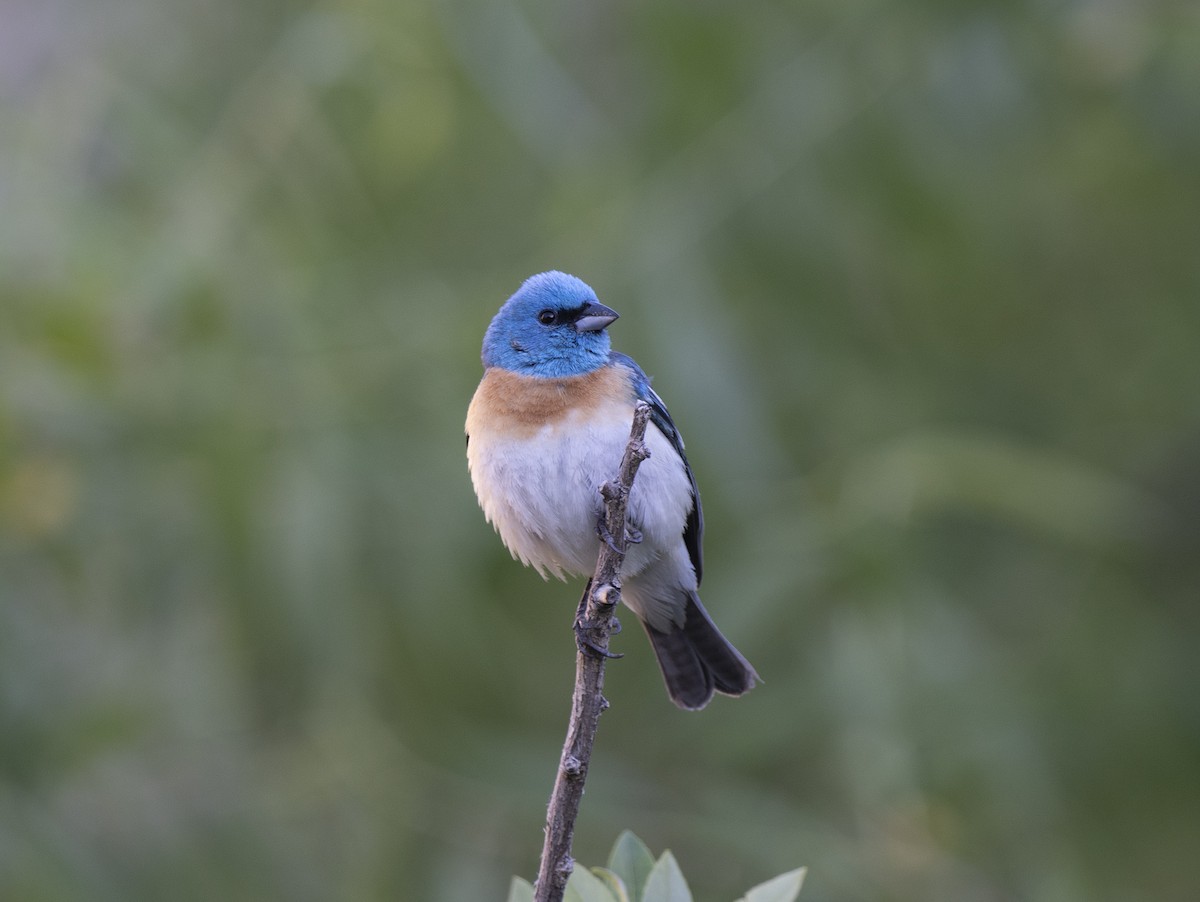 Lazuli Bunting - ML637380449