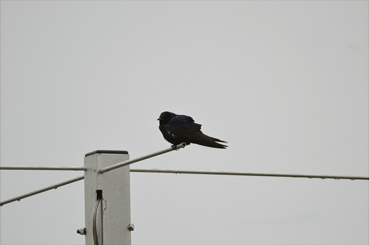Purple Martin - ML637380454