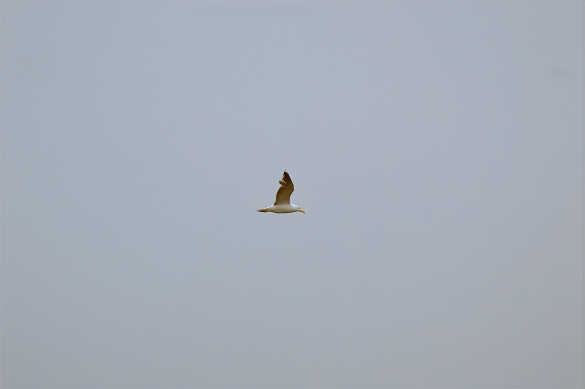 American Herring Gull - ML637380478