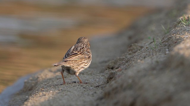 Corn Bunting - ML637380493