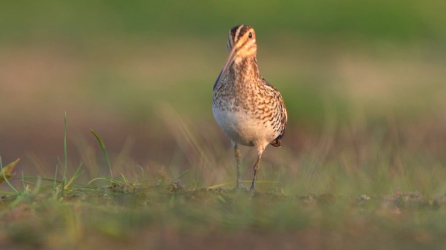 Шөвгөн хараалж - ML637380507