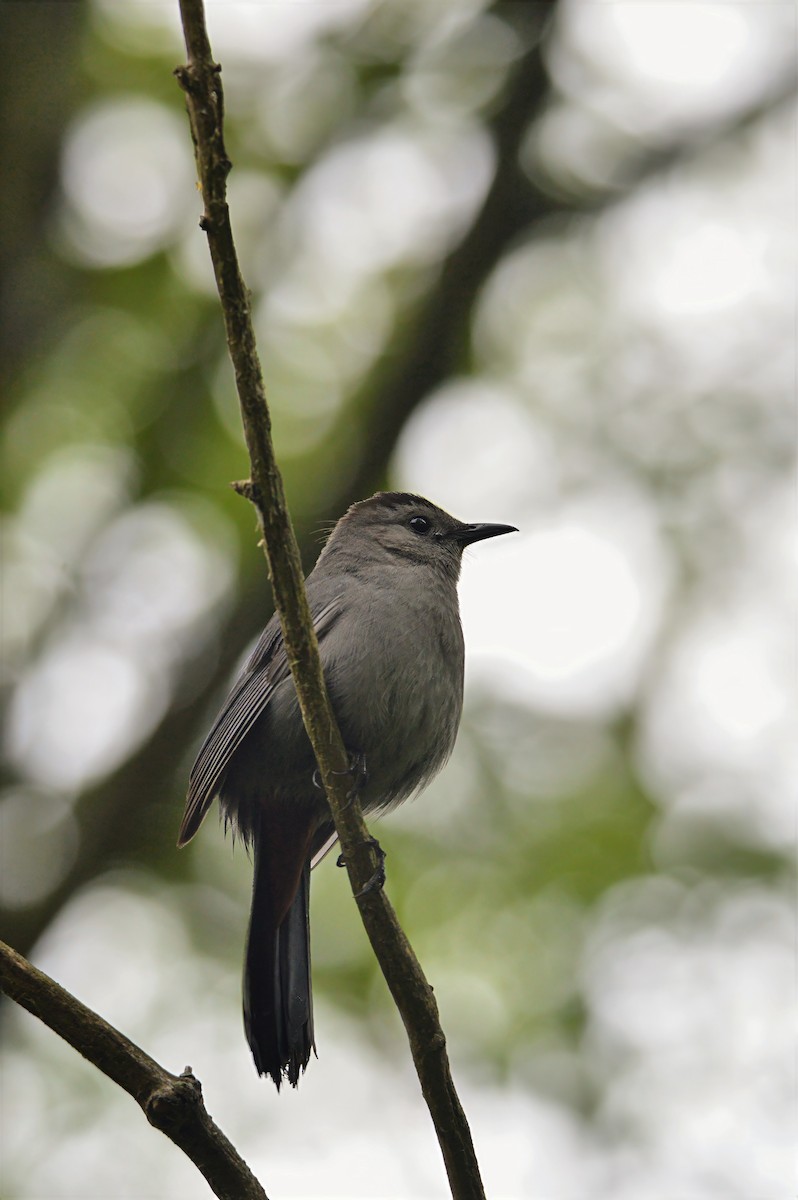 Gray Catbird - ML637380514