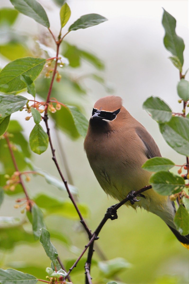 Cedar Waxwing - ML637380532