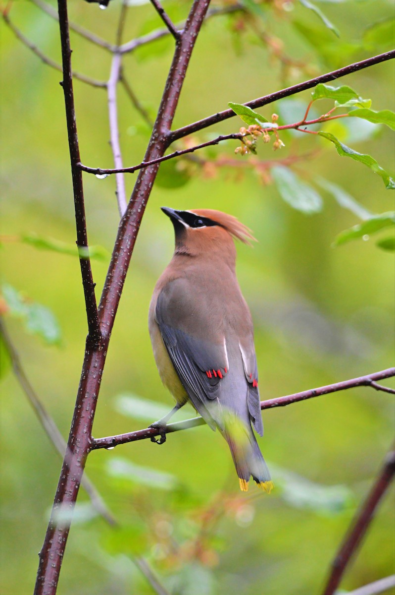 Cedar Waxwing - ML637380533