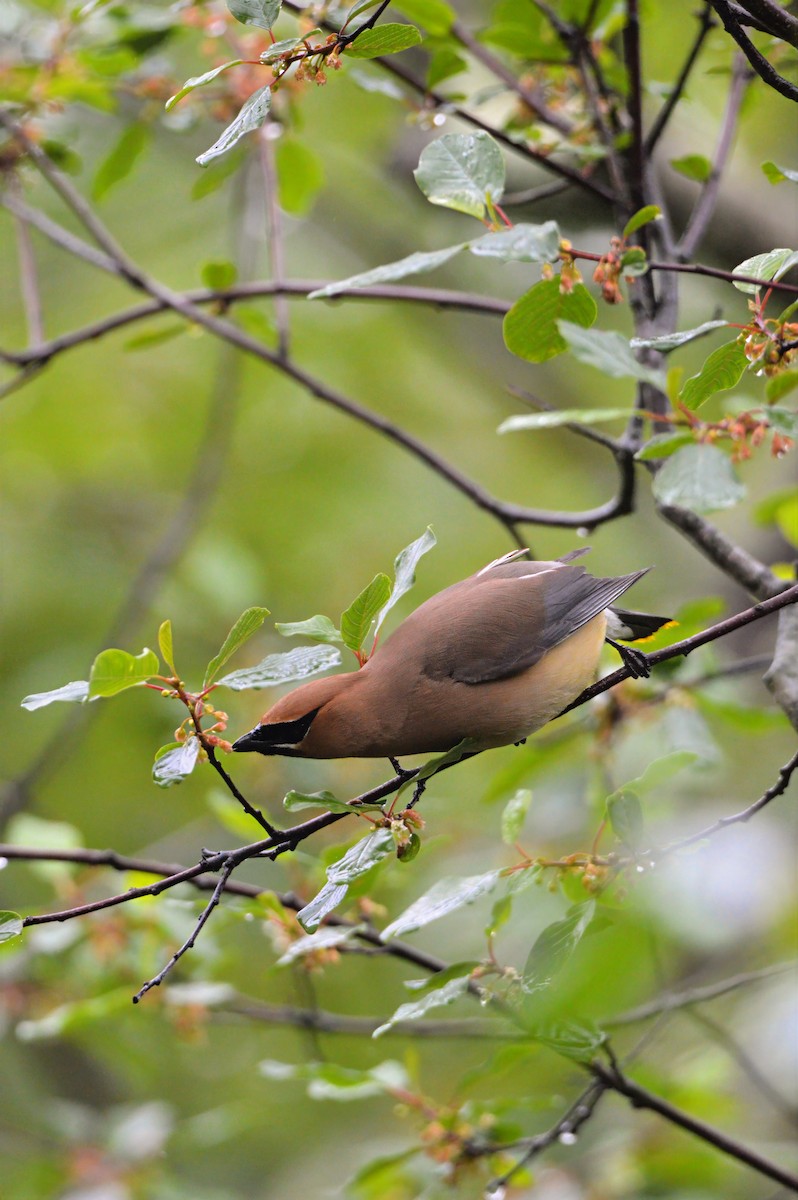 Cedar Waxwing - ML637380534