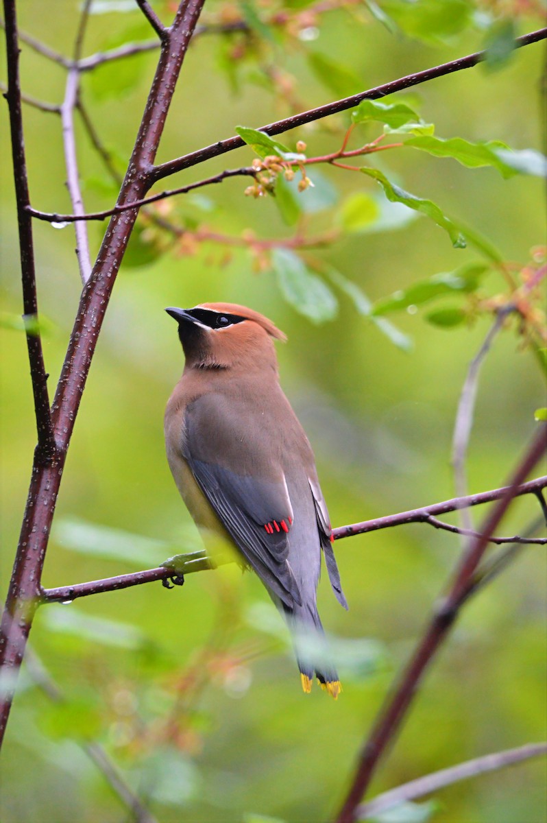 Cedar Waxwing - ML637380535