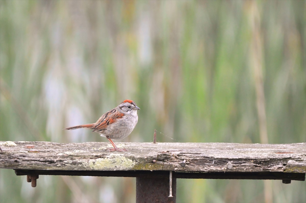 Swamp Sparrow - ML637380545