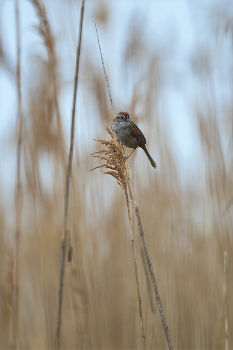Swamp Sparrow - ML637380546