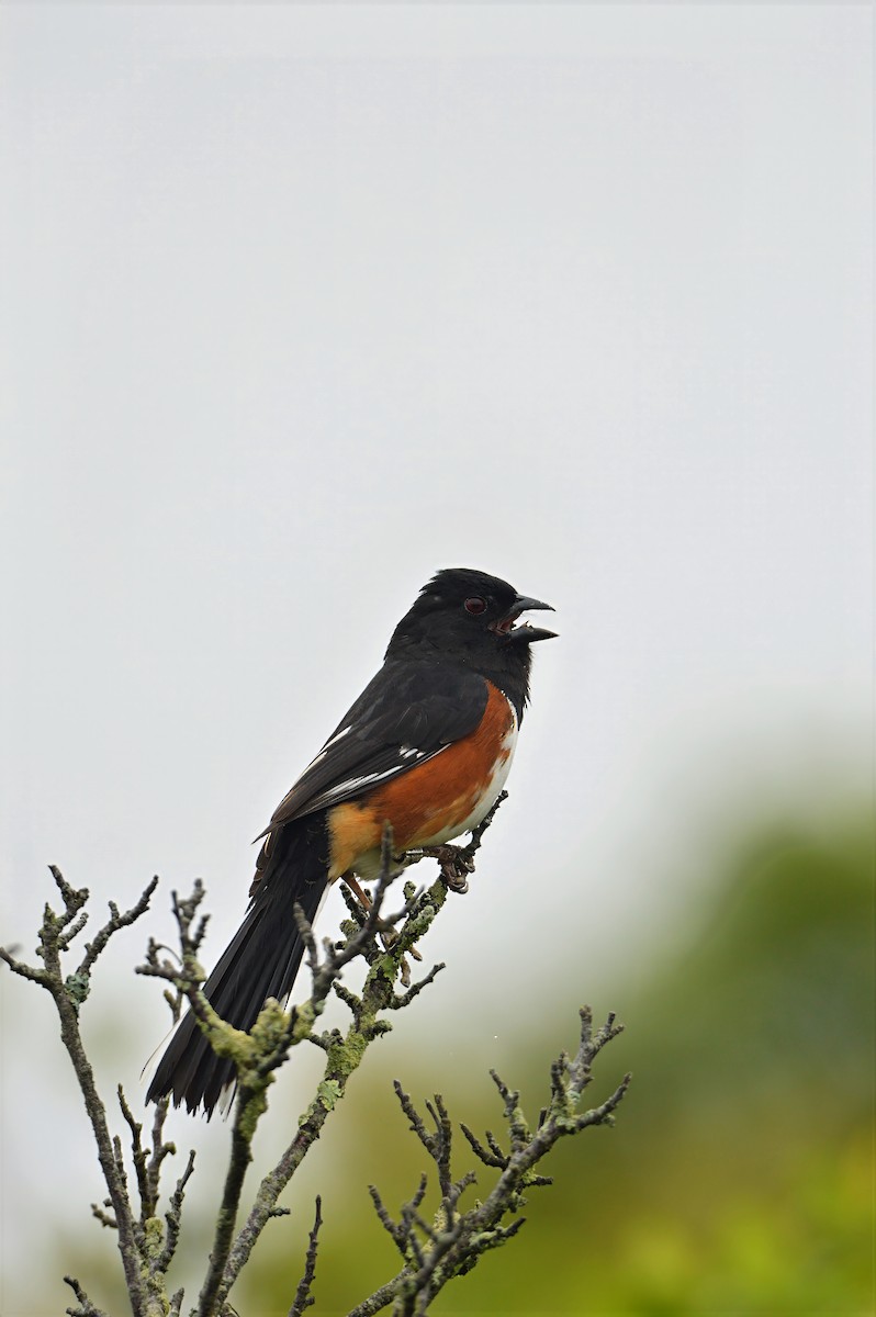 Eastern Towhee - ML637380559