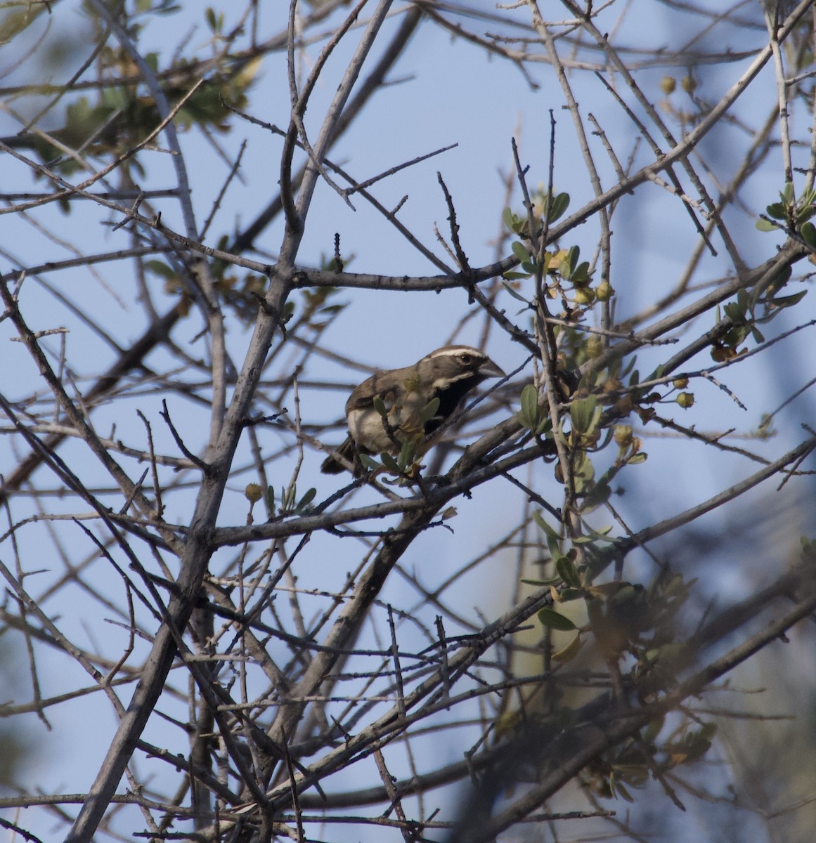 Black-throated Sparrow - ML637380620