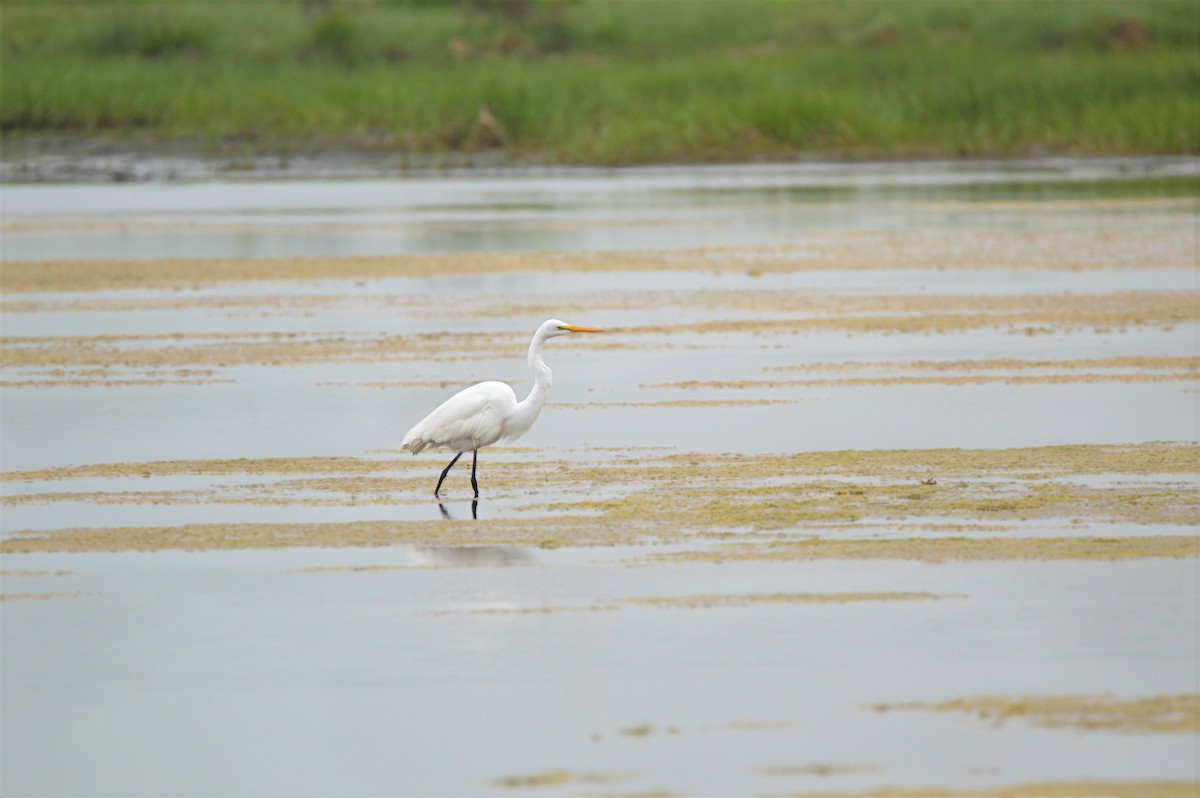 Great Egret - ML637380628