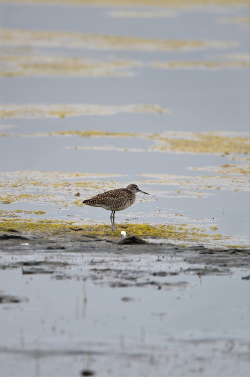 Willet - ML637380650
