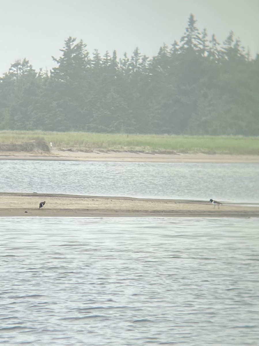 American Oystercatcher - ML637380653