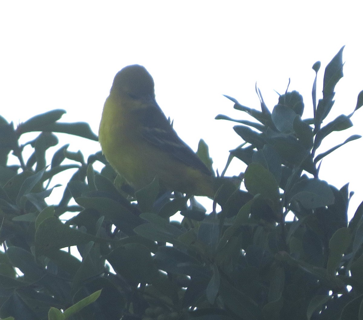 Orchard Oriole - ML637380658