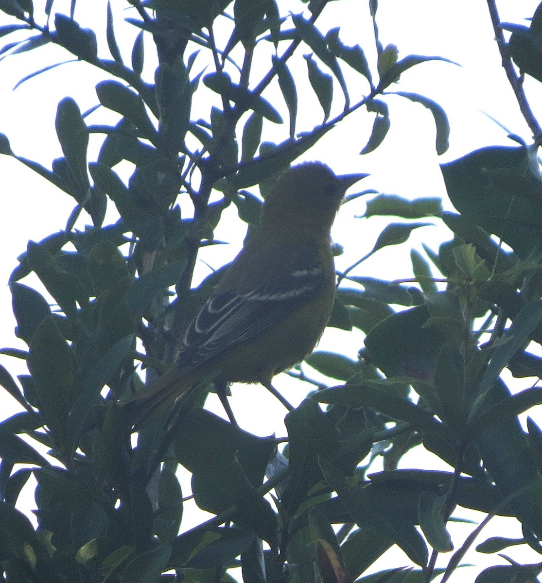 Orchard Oriole - ML637380659