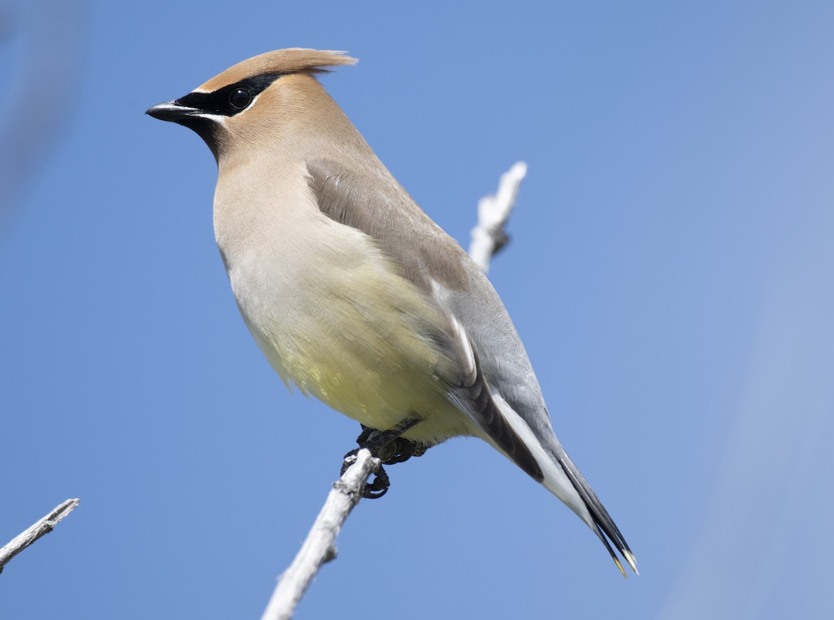 Cedar Waxwing - ML637380660
