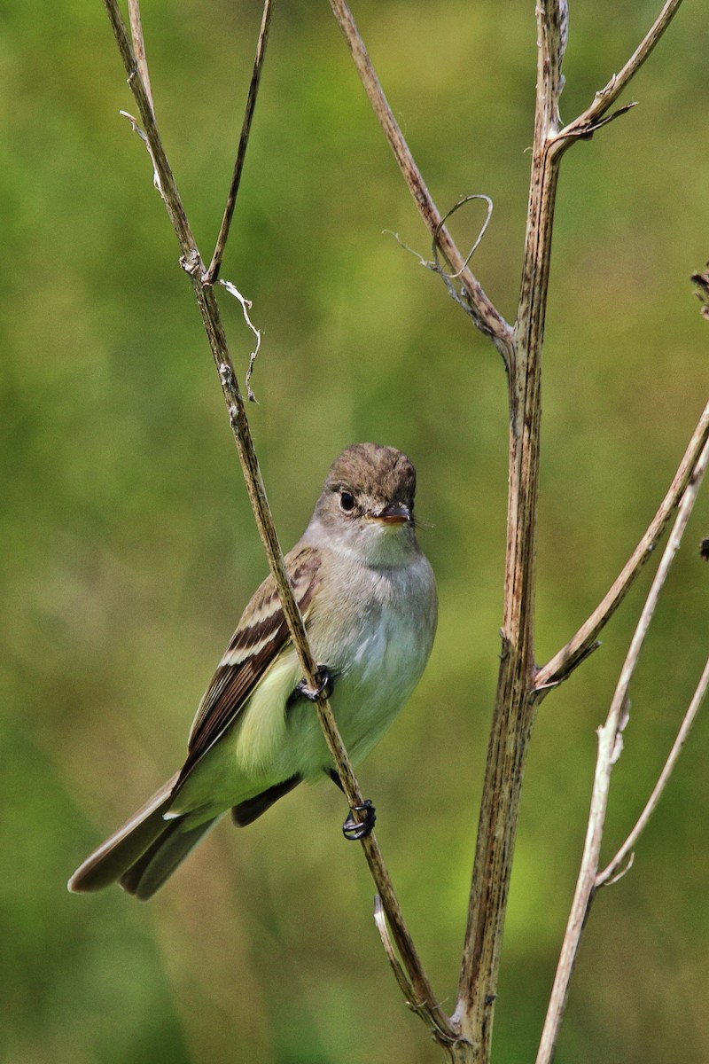 Alder Flycatcher - ML637380698