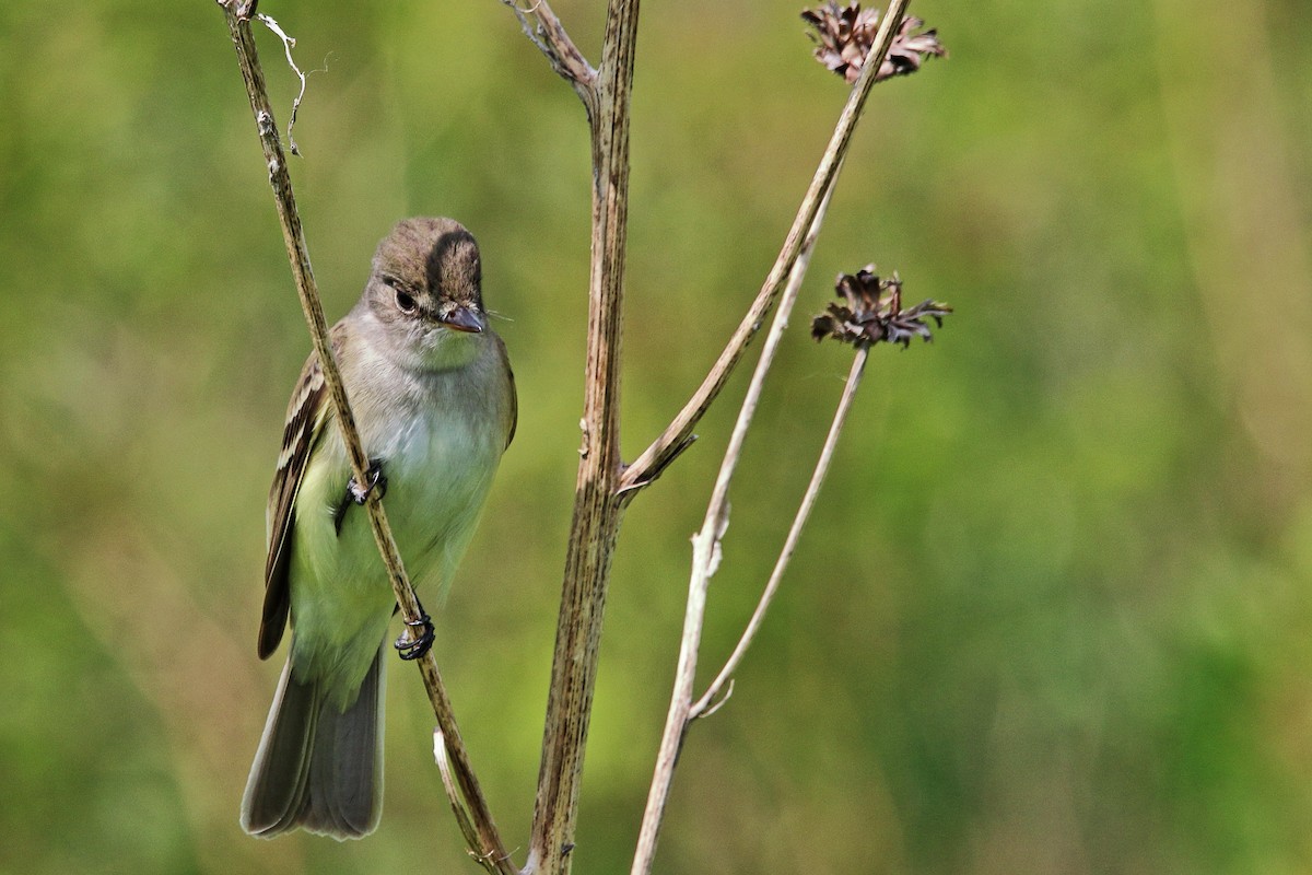 Alder Flycatcher - ML637380699