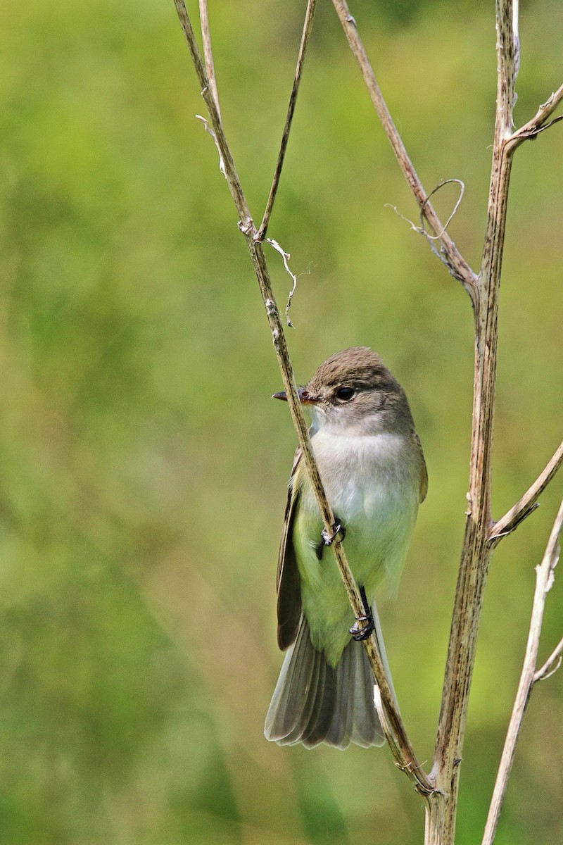 Alder Flycatcher - ML637380701