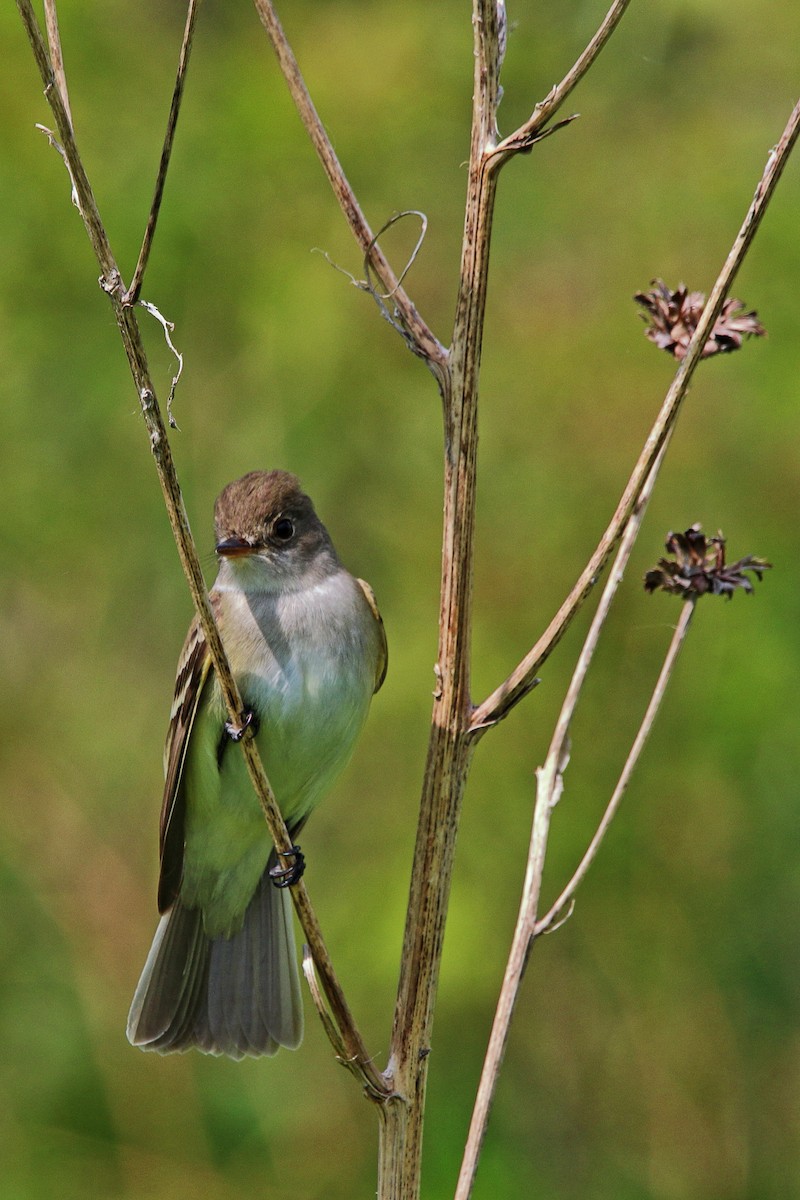 Alder Flycatcher - ML637380702