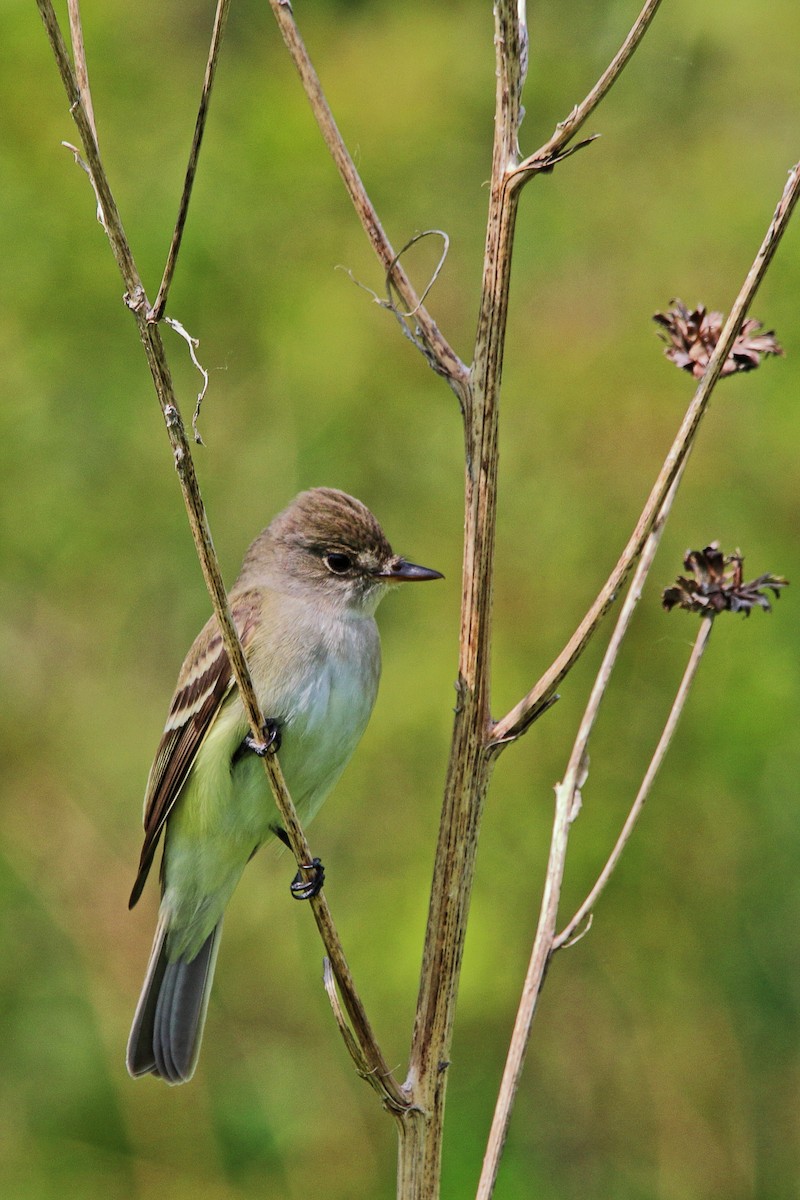 Alder Flycatcher - ML637380703