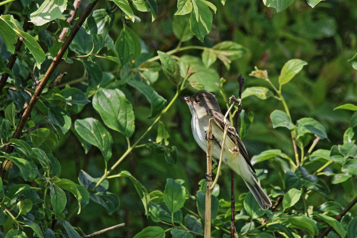 Alder Flycatcher - ML637380704