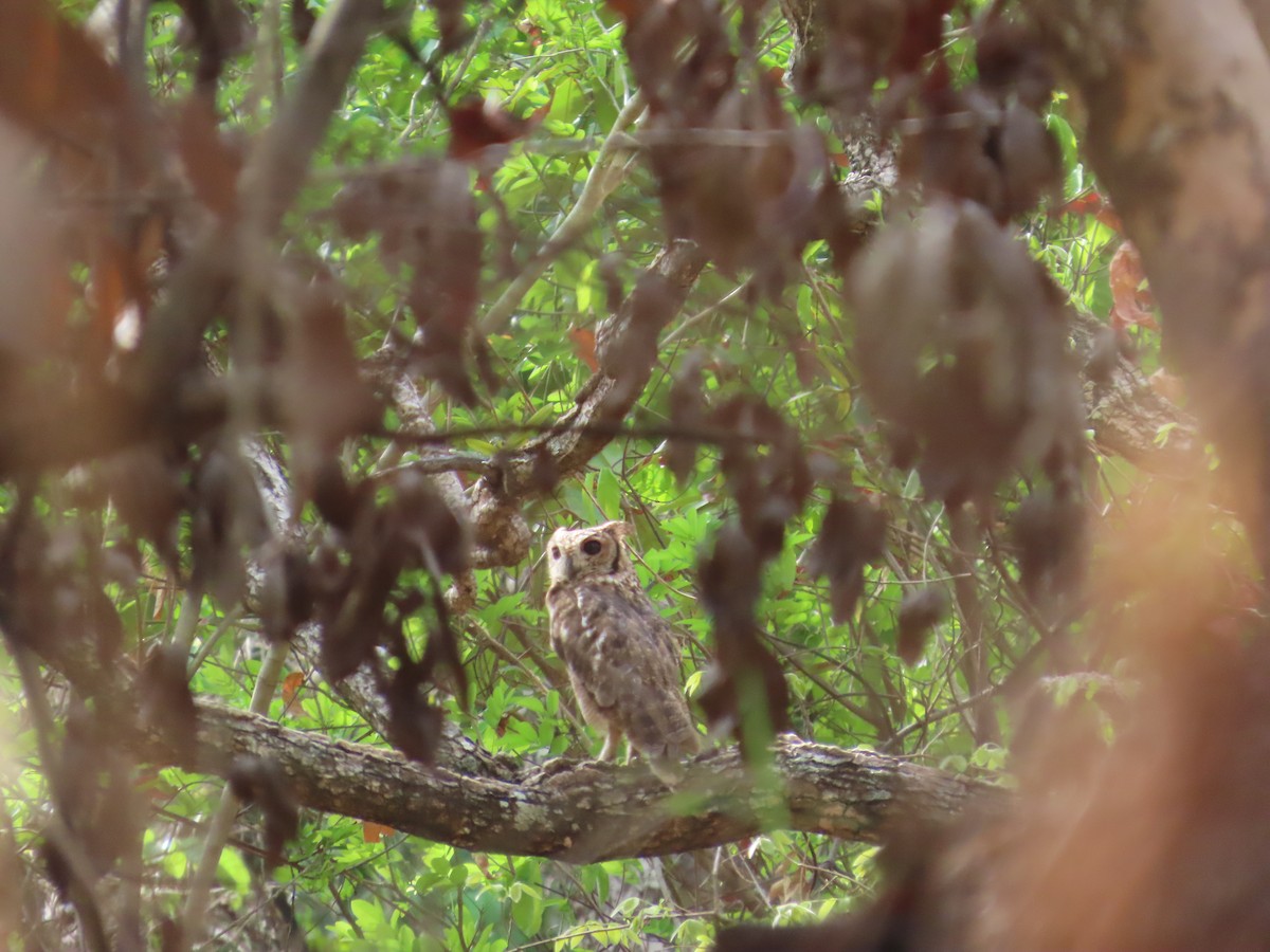 Grayish Eagle-Owl - ML637380708