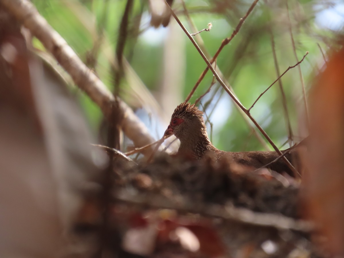 Stone Partridge - ML637380728