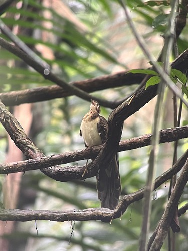 Pheasant Cuckoo - ML637380736