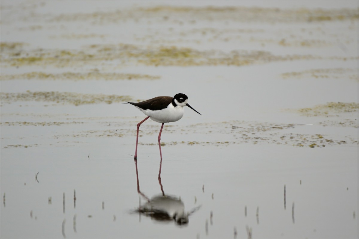 Black-necked Stilt - ML637380824