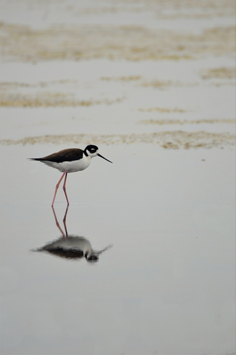 Black-necked Stilt - ML637380825