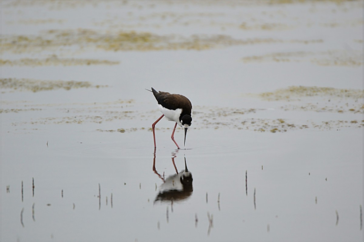 Black-necked Stilt - ML637380826