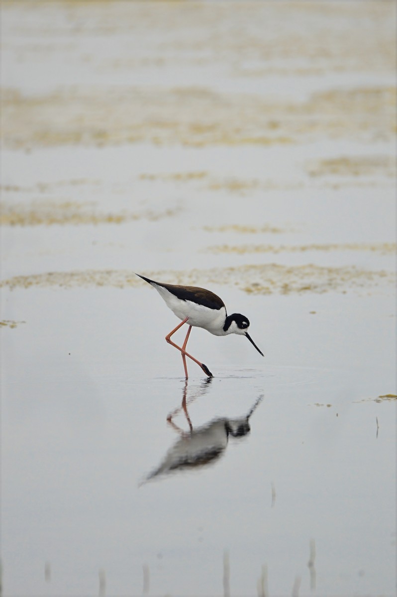 Black-necked Stilt - ML637380827