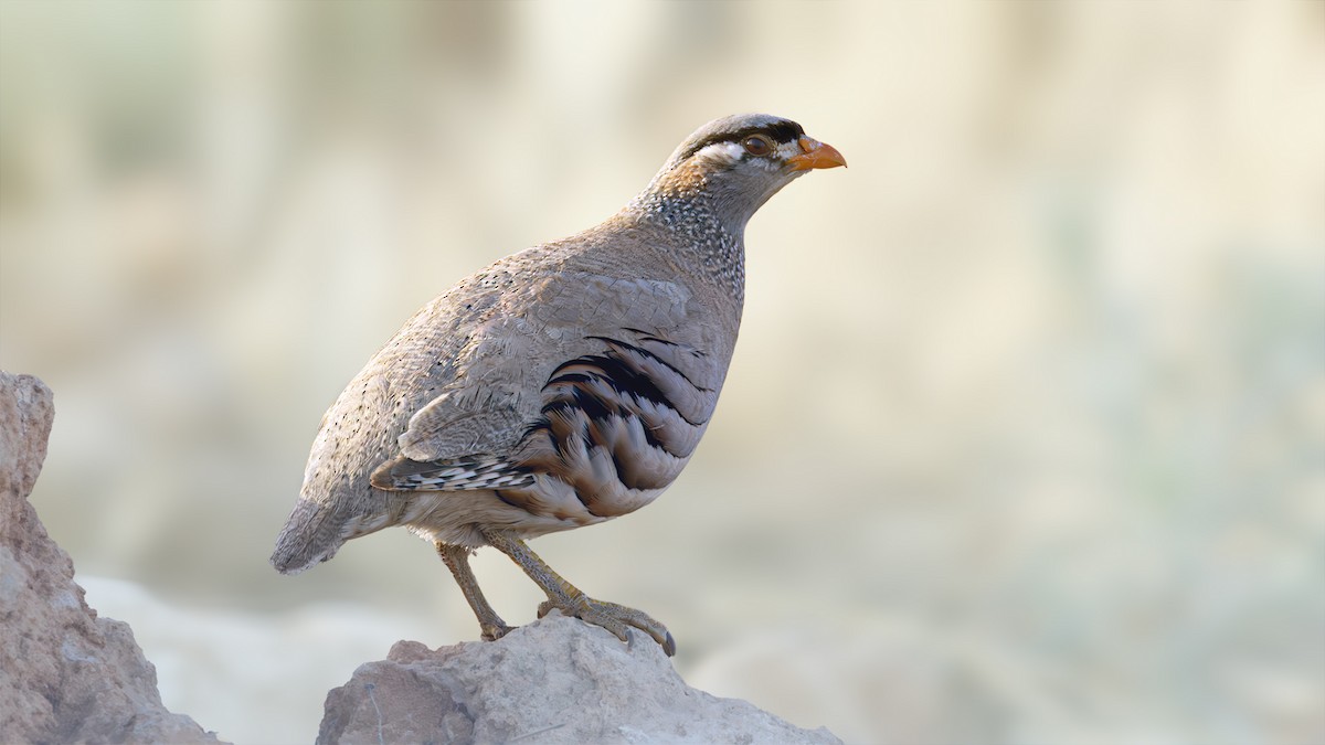 See-see Partridge - ML637380866