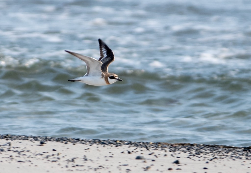 Greater Sand-Plover - ML637380874