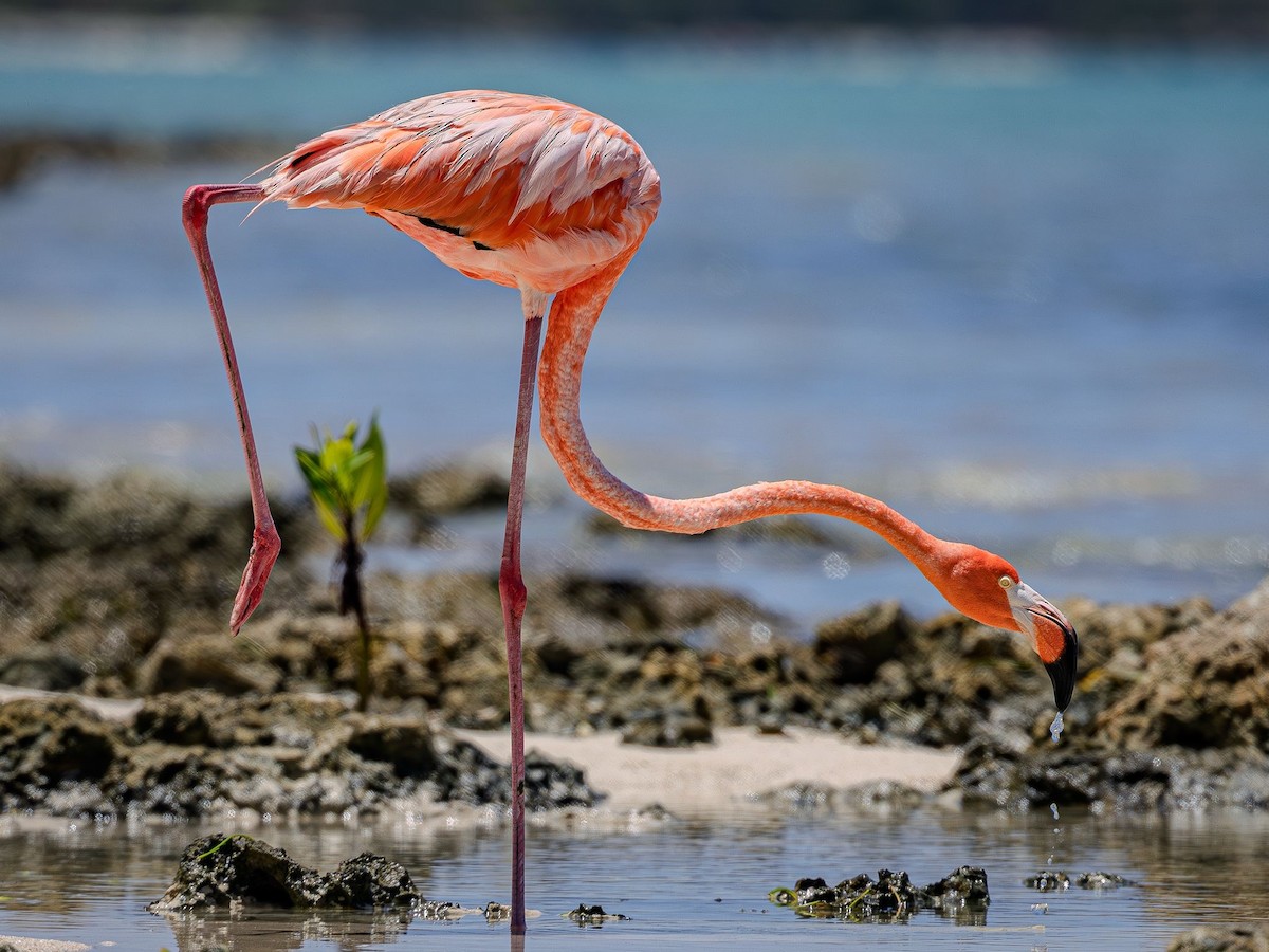 American Flamingo - ML637380964
