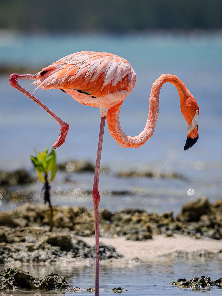 American Flamingo - ML637380965