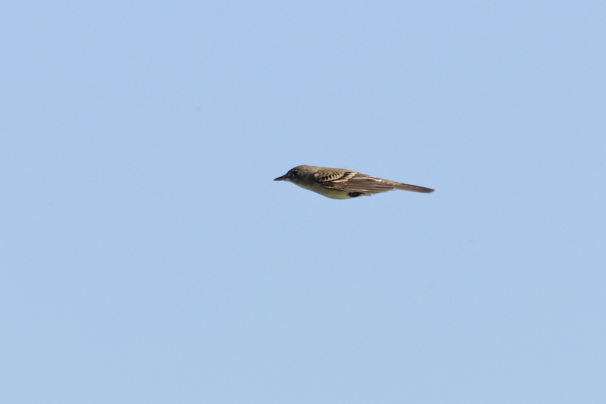 Willow Flycatcher - ML637380969