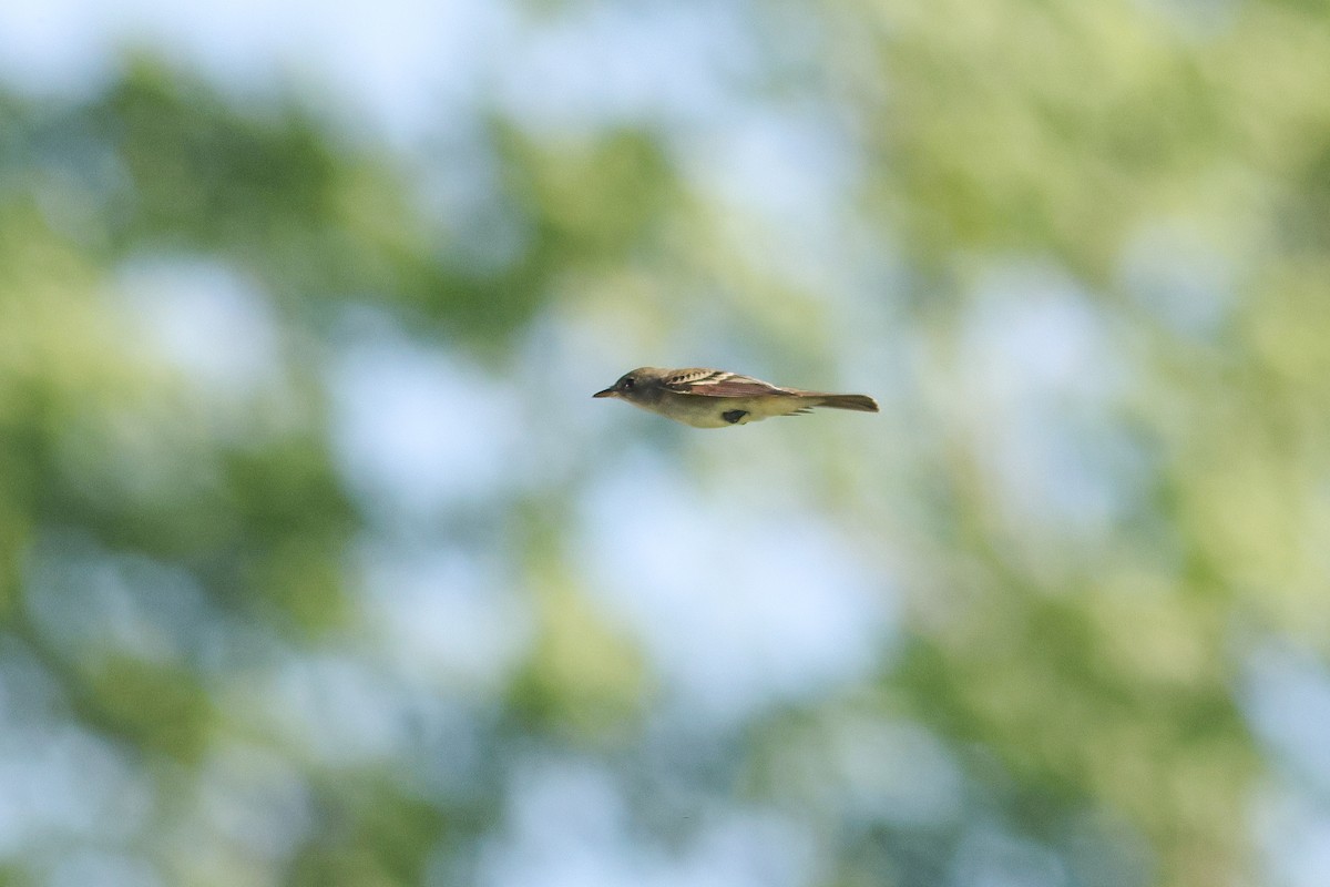 Willow Flycatcher - ML637380974