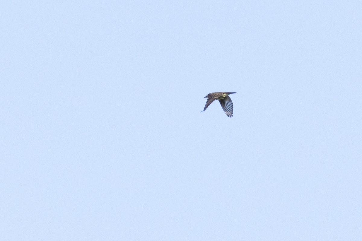 Olive-sided Flycatcher - ML637380980