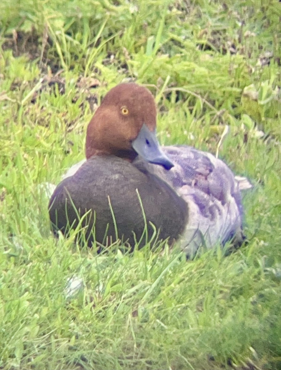 Redhead - ML637381017