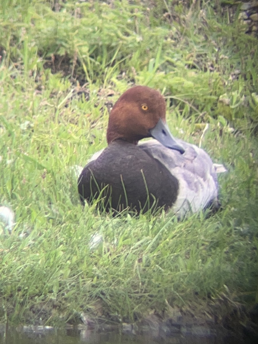 Redhead - ML637381018