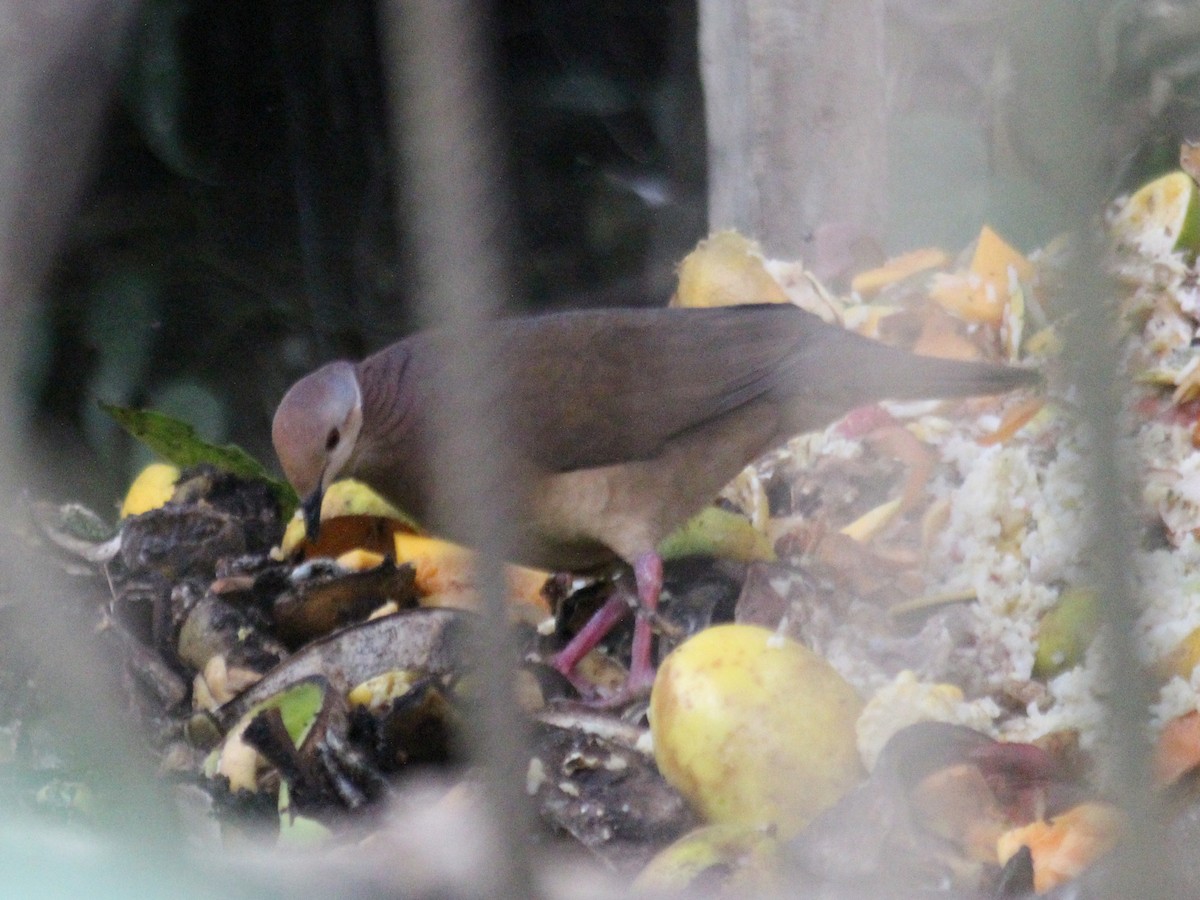 Lined Quail-Dove - ML637381054