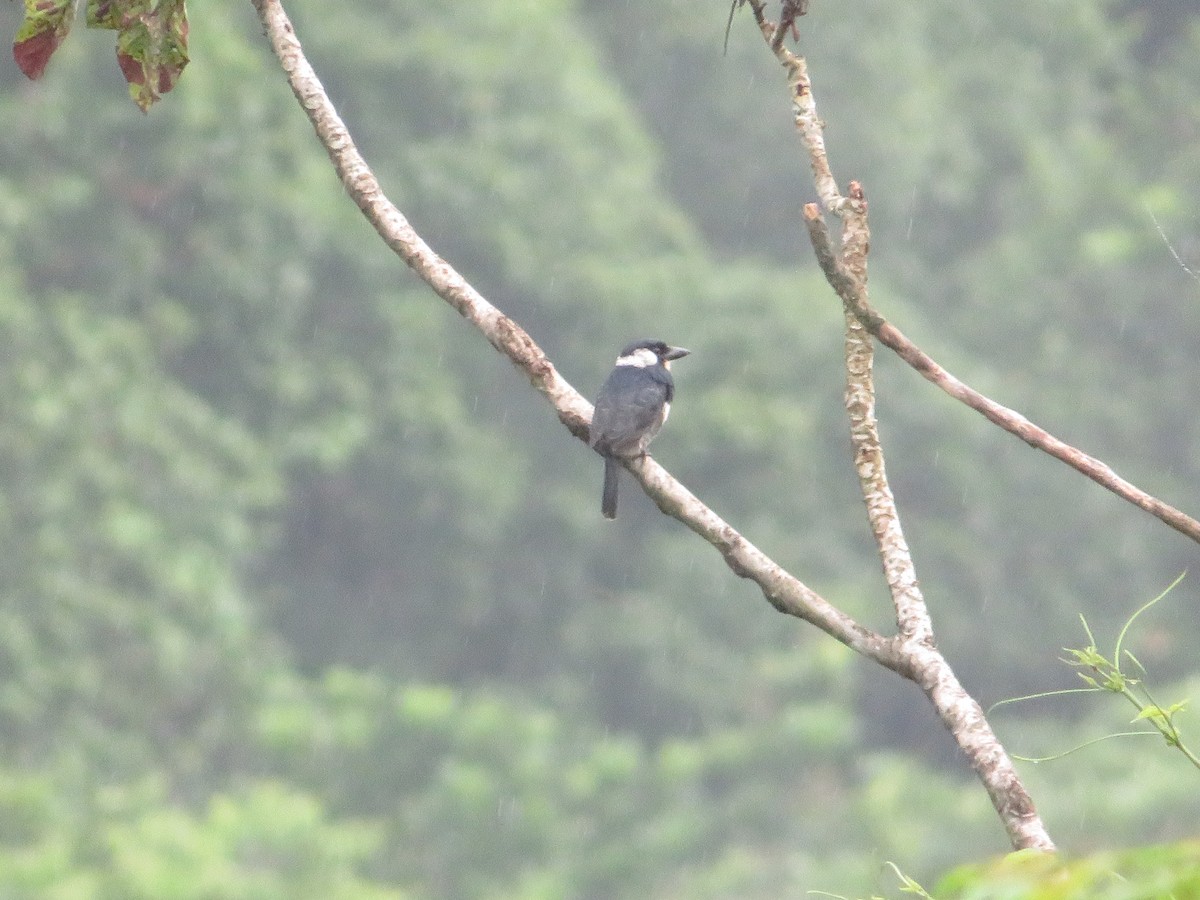 Black-breasted Puffbird - ML637381101