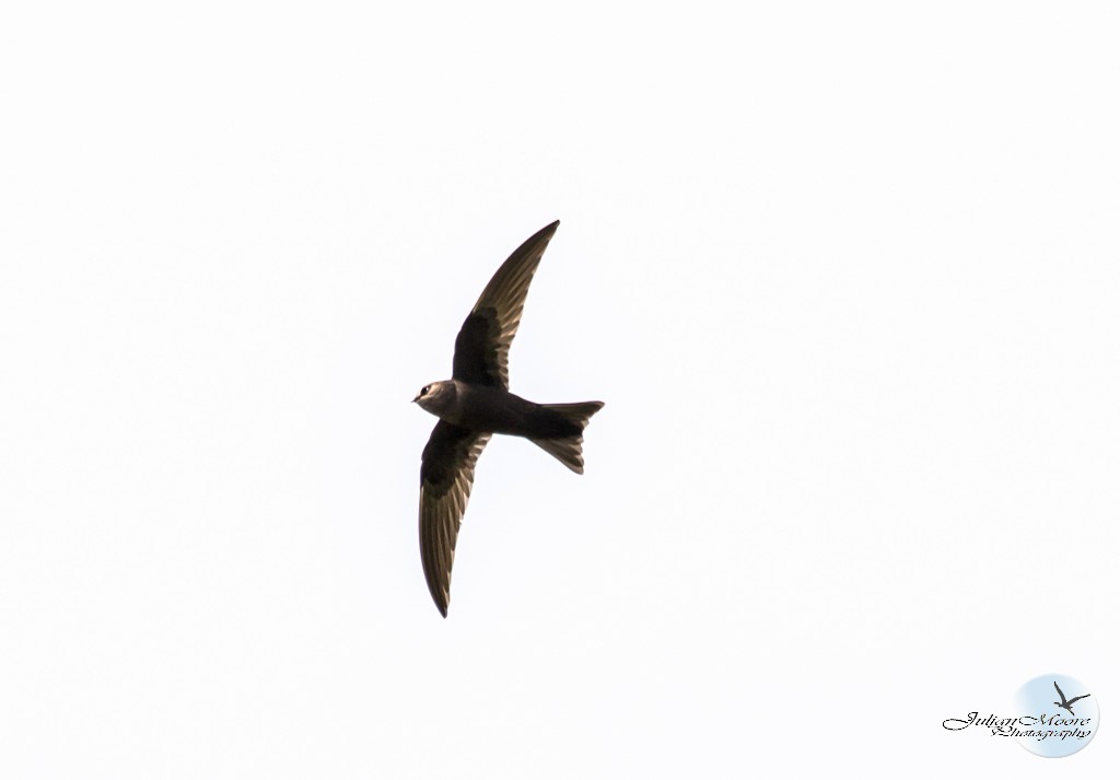 Black Swift - ML637381183