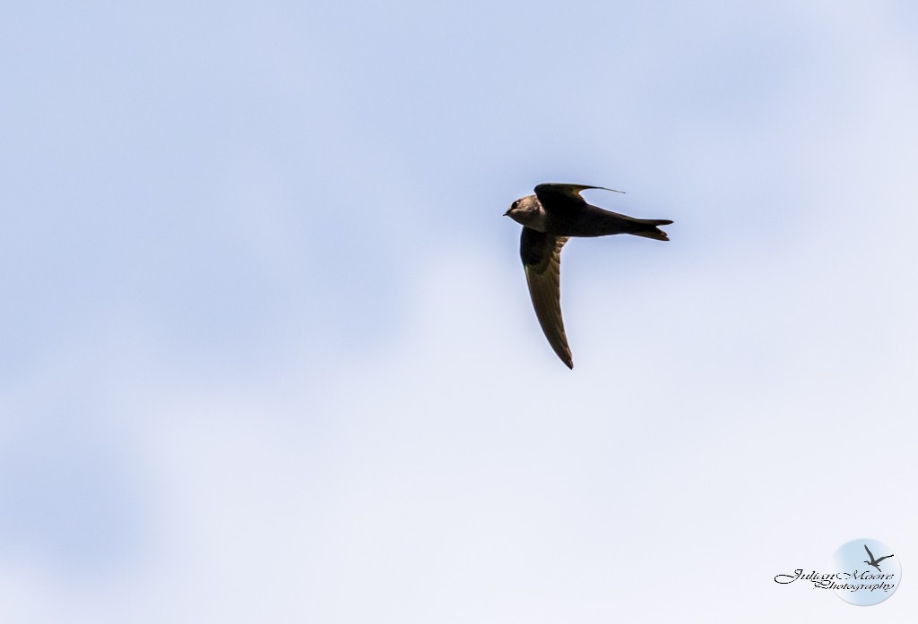 Black Swift - ML637381184