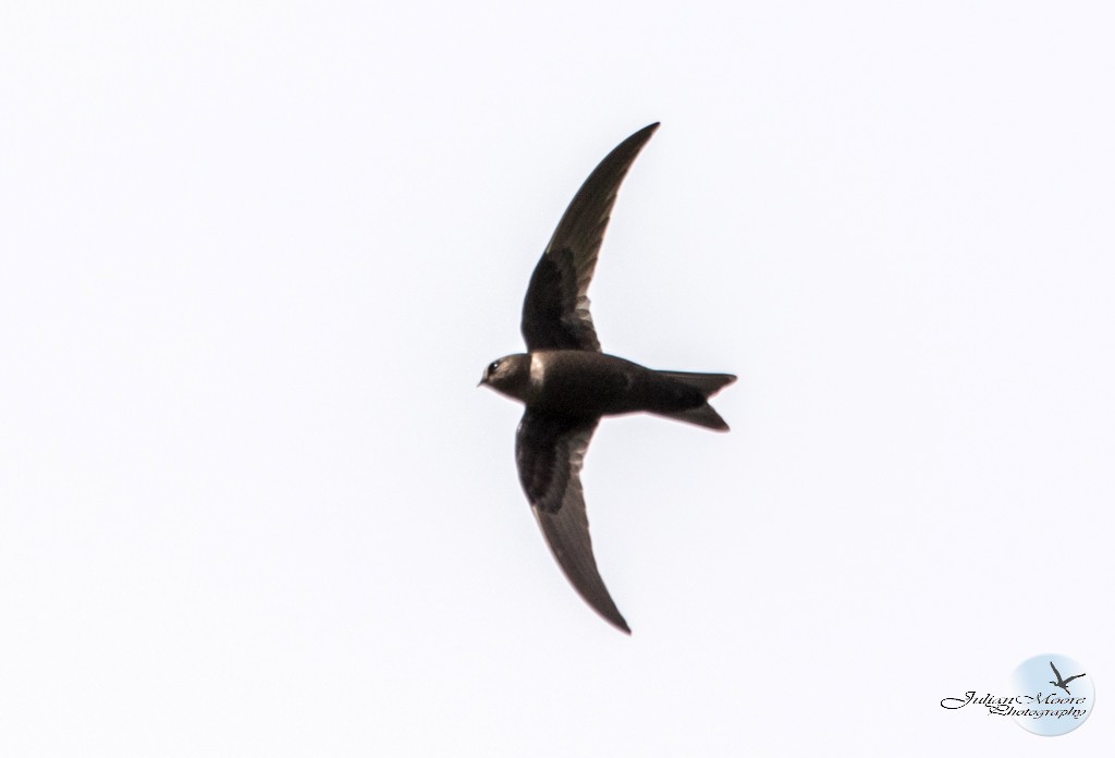 Black Swift - ML637381185